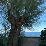 Mantea